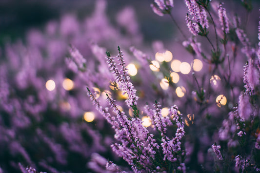 Inhaling Essential Oils: The Best Way to Take Them in