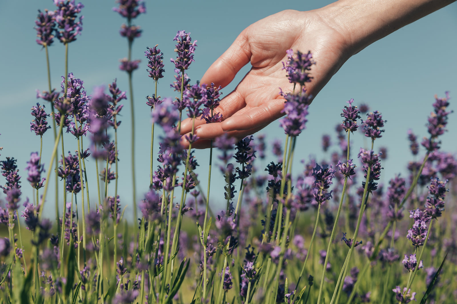 Hands-Free Aromatherapy for Your Everyday Chaos