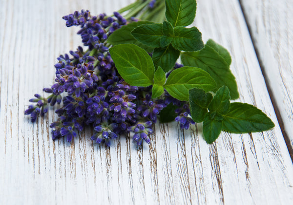 Lavender Mint Essential Oil – 5 mL Bottle Soothing Relaxation Meets Refreshing Vitality